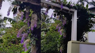 Beautiful Western Blue Bird Vine flower plant Petrea Volubilis Care and Propagation tips [upl. by Bayly]