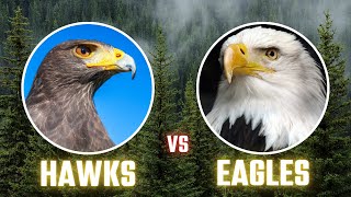 Hawk vs Eagle The 6 Main Differences Explained [upl. by Bobseine892]