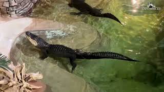 Alligators Bellowing Sounds like a Dinosaur [upl. by Kistner]