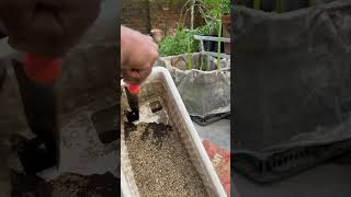 Seedling tray preparation and planting seeds “shorts “ [upl. by Daphene204]