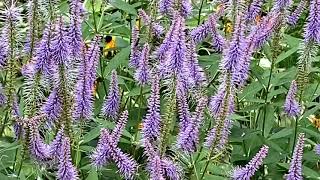 Culver’s Root The BEE Belle of the Ball ottawa Garden August 2021 [upl. by Tirrell]