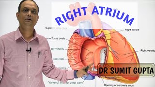 RIGHT ATRIUM OF HEART  INTERNAL FEATURES [upl. by Nic]