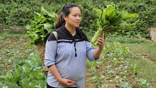 A Day Of Harvesting Ginger amp Green Vegetables In The Garden Goes to market sell  Lý Thị Ca [upl. by Eeloj]