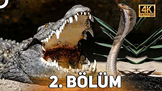 VAHŞİ SERÜVEN 2 BÖLÜM  4K HAYVAN BELGESELİ [upl. by Amesari]