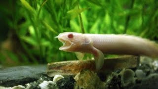 New albino Bichirfeeding polypterus senegalus [upl. by Aspia631]