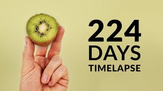 Growing KIWI Timelapse 224 Days [upl. by Sonia946]