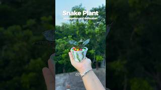 Snake Plant Propagation 🌱  Easy DIY Decoration Ideas ✨ snakeplant indoorplant [upl. by Rodge]