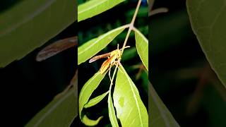 Yellow wasp Eating Neem Leaves 🤷 [upl. by Billi948]