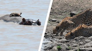 A Terrapin Riding a Hippos Back VS Two Cheetah [upl. by Katy]