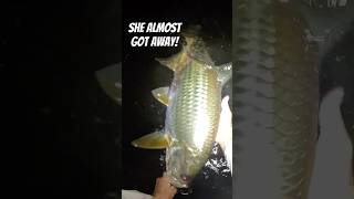 What Its Like Fly Fishing for Tarpon in the Dark fishing shortvideo flyfishing fishingvideo [upl. by Nnaeirb877]