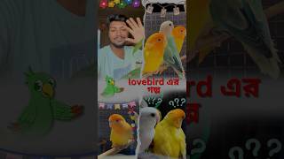 Lovebirdser Khushi Amader Priyo Pakhir Notun Notun Kando shorts birds [upl. by Kaliope]