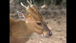 Indian muntjac or Barking Deer [upl. by Ahsieyk]