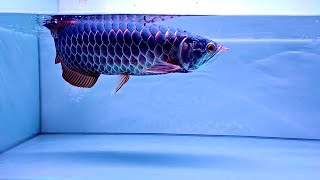 Most Beautiful Purple Devil Arowana Fish In The World [upl. by Ramo834]