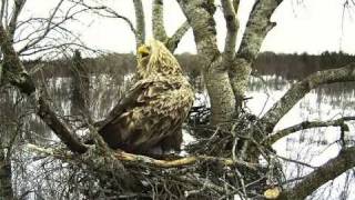 Whitetailed Eagle sounds March 08 2010 [upl. by Effie]