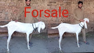 rajanpuri white bakri for saleHabibAbadMarket03424065648 [upl. by Eliathan724]