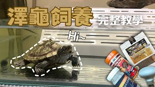 全新內容｜烏龜飼養完整解析🐢，從0到1教你飼養澤龜Luka成哥 [upl. by Maxfield]