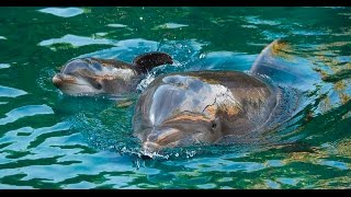 Meet Discovery Coves Newest Dolphin Calf  Skye  SeaWorld Orlando [upl. by Nipahc]