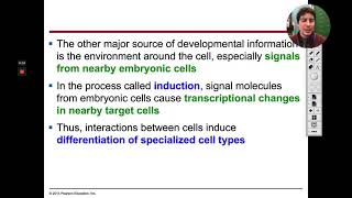 AP Biology 63  Cytoplasmic Determinants and Cell Differentiation [upl. by Massingill]