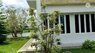 Cara membuat bonsai taman ficus benjamina beringin variegata beringin putih [upl. by Upton]