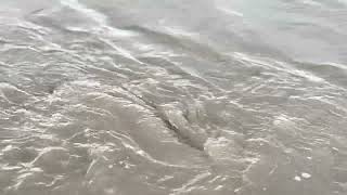 Tidal whirlpools on the Solway Firth at Port Carlisle November 2024  ambient nature sounds [upl. by Ssitnerp]