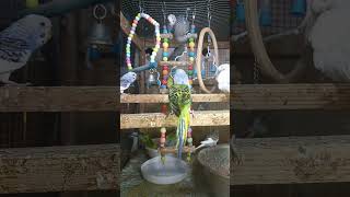 Listen morning sounds of budgies for 1 hour [upl. by Orose225]