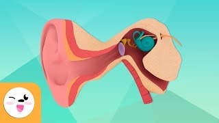 The Human Ear and Its Parts  The Senses for Kids [upl. by Aznarepse]