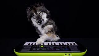 My Dog Learns to Play Piano in 2 Minutes [upl. by Tarkany27]