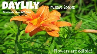 ⟹ DAYLILY  Hemerocallis fulva var fulva  Invasive species [upl. by Reyam]