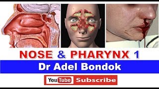 Anatomy of the Nose Nasoharynx and Oropharynx Dr Adel Bondok [upl. by Lap]