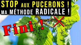 Éliminer les PUCERONS  Méthode Naturelle et RADICALE [upl. by Aikaz]