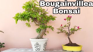 Easiest way to make Bougainvillea Bonsai How to Make Bougainvillea Bonsai [upl. by Gerlac823]