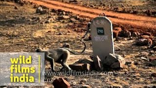 Hanuman langurs in Panna National Park [upl. by Eneiluj]