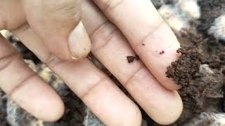 Propagating COCOA using COCO RUMBIA Pembibitan Kakao [upl. by Eenrahc]