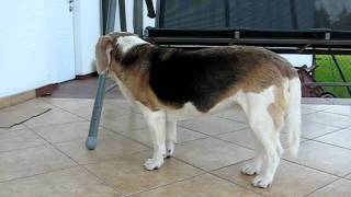 beagle epilepsy  Lafora disease 22042011 [upl. by Tirrag]