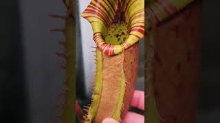 Nepenthes Veitchii A amp B [upl. by Areid]