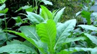 Backyard tobacco growing garden with beautiful full grown plants [upl. by Nitsirk]