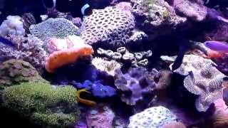 JUWEL TRIGON 190 REEF AQUARIUM [upl. by Bertolde]