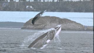 Minke Whale Breach St Andrews by the Sea NB Is [upl. by Jezabella903]