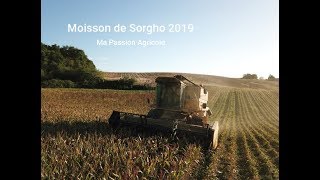 Je vous emmène moissonner le Sorgho Bio 2019 avec moi [upl. by Ecilef]