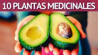 10 PLANTAS MEDICINALES Epazote Estafiate Ruda Artemisa Kalanchoe Cuajilote AguacateBuganvilla [upl. by Leiru28]