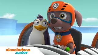 Paw Patrol  La Pat Patrouille  Les aventures de Jake et Everest   Nick Jr [upl. by Saum]