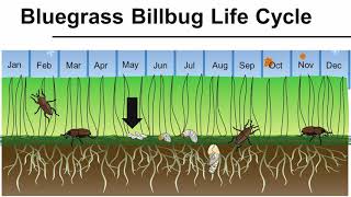 Bluegrass Billbug Life Cycle [upl. by Markiv]