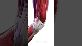 The Knee Joint  shorts anatomy health [upl. by Ching]