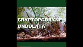 Cryptocoryne Undulata [upl. by Bywaters116]