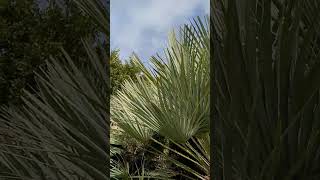 Chamaerops Humilis Cerifera Turia Park Spain  travel palmeiras  Palm [upl. by Emanuel]