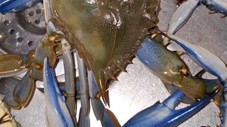 granchio blu  pasta al granchio blu  spaghetti al granchio blu  ricette con granchio blu 🐟 viral [upl. by Ellery]