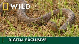 Can This Spitting Cobra Survive A Dog Fight  Snakes In The City  National Geographic WILD UK [upl. by Faline451]