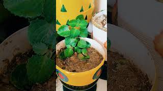 Herbal Plantअजवायन का पौधाyoutubeshorts viralvideo plants [upl. by Ahsienel]