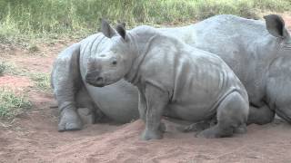 Sound of the African Bushveld Rhino  AFRICAN WILDLIFE [upl. by Victoir]