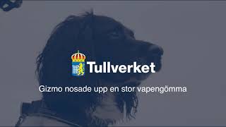 Lär känna sökhunden Gizmo som arbetar på Tullverket i Skåne [upl. by Carmelita490]